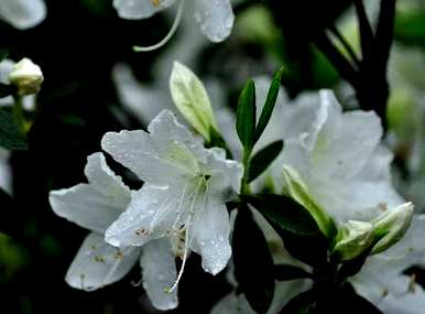 杜鹃花浇水加醋好吗？杜鹃花浇水的正确方法