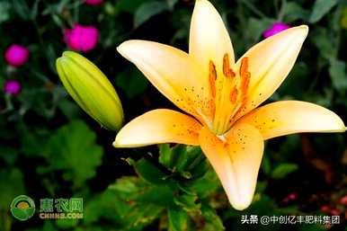 什么是水仙百合花语？