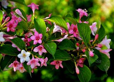 锦带花的花语是什么，锦带花的花语、寓意和象征是什么？