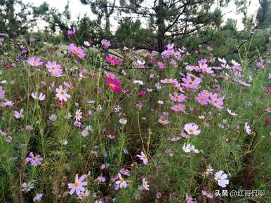 路边的格桑花是什么样子的，真正的格桑花是什么样子的