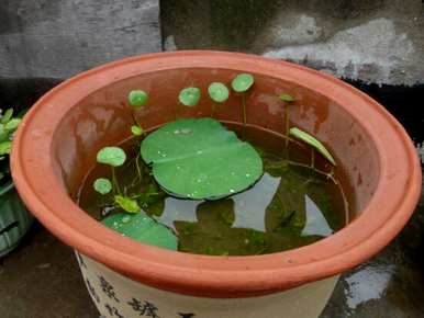 如何种植碗莲生根发芽，碗莲发芽后多久？