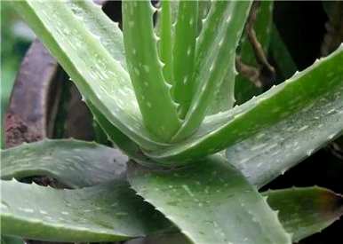 如何给芦荟浇水，给芦荟浇水的正确方法