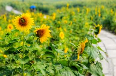 向日葵真正的花语是什么，三个向日葵花语代表什么？