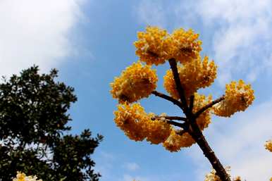 结香花怎么养才能开花，结香花怎么养才能开花