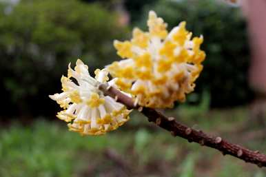 结香花怎么养才能开花，结香花怎么养才能开花