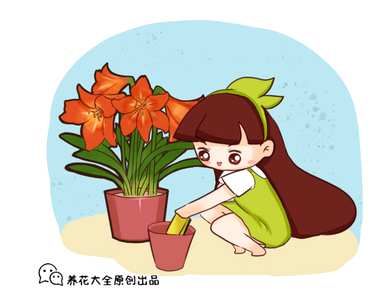 君子兰开花需要多长时间？君子兰开花期施什么肥料？