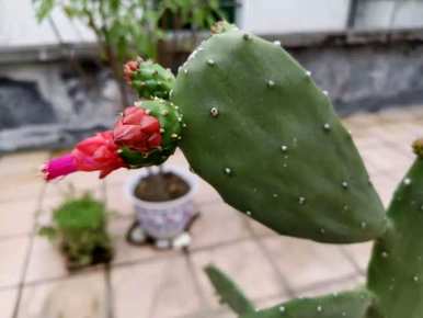 麒麟仙人掌如何开花，仙人掌如何开花