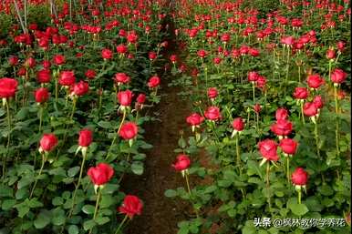 月季花有多少种颜色，月季花是什么颜色？