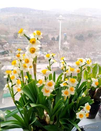 水仙花的开花过程，水仙花几个月开花