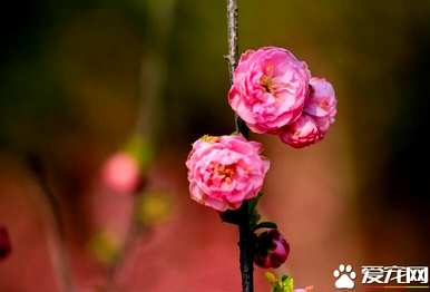 榆叶梅几个月开花结果，榆叶梅几个月开花结果