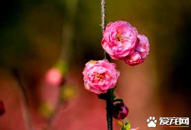 榆叶梅几个月开花结果，榆叶梅几个月开花结果