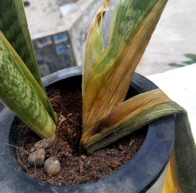 室内容易饲养的懒人盆栽植物有哪些，室内盆栽植物有哪些比较好饲养的？