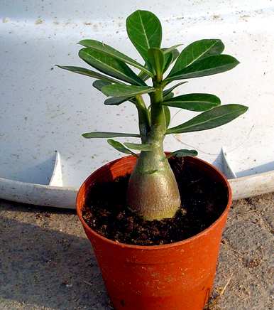 室内容易饲养的懒人盆栽植物有哪些，室内盆栽植物有哪些比较好饲养的？