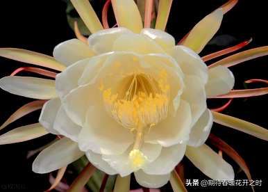 昙花语的象征和寓意是什么，昙花语和象征意义是什么？