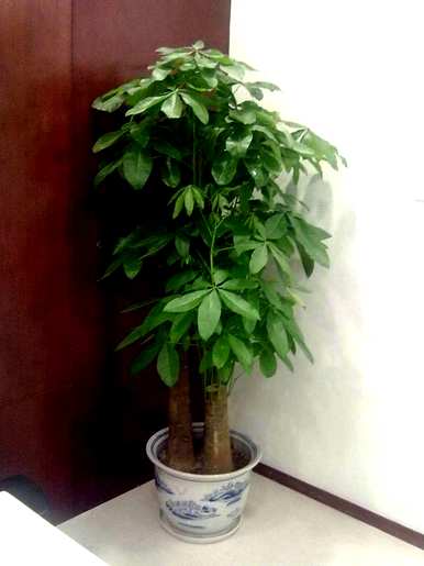 绿色植物如何养发财树好看又好养？如何养发财树植物？