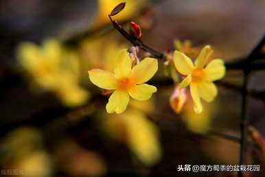 迎春花的花语是什么，迎春花的花语是什么？