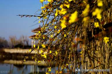 迎春花的花语是什么，迎春花的花语是什么？