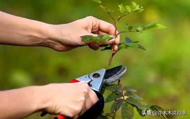 月季花什么时候扦插最好，月季花什么时候扦插