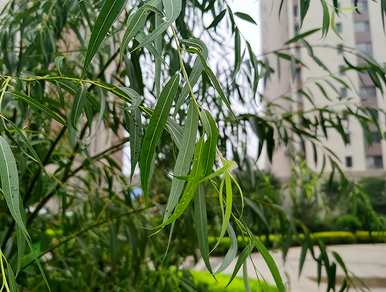 植物传播种子的方法有哪些，二年级植物传播种子的方法有哪些？