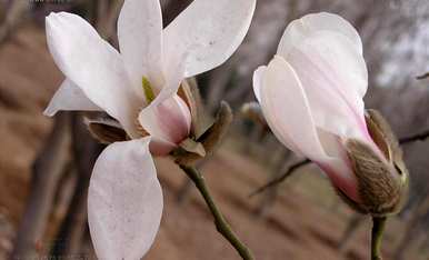 郁金香玉兰花简介，玉兰花简介