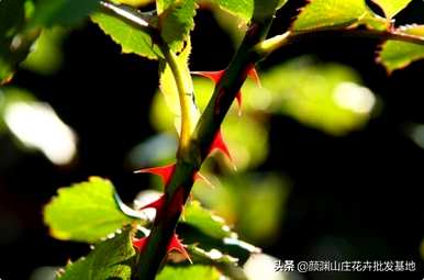 玫瑰花蕾和玫瑰花蕾的区别图，玫瑰和玫瑰的区别图