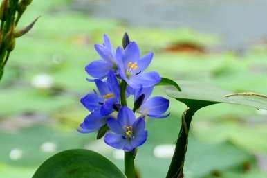 水里养的花有哪些，水里养的花有哪些香味？