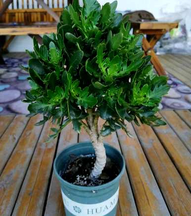 长寿花不开花怎么办？长寿花不开花怎么办？什么肥料好？