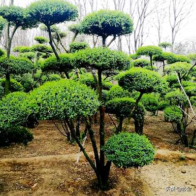 如何种植小叶女贞球，小叶女贞种子的最佳种植时间