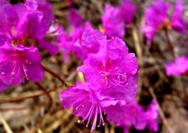 杜鹃花什么时候换盆，杜鹃花一年开几次？