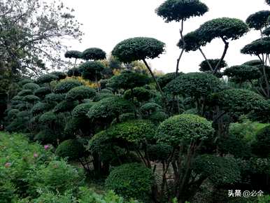 如何种植小叶女贞球，小叶女贞种子的最佳种植时间