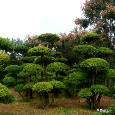 如何种植小叶女贞球，小叶女贞种子的最佳种植时间