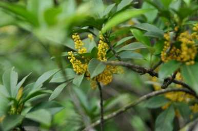 如何培育珠兰花，安徽珠兰花种植基地