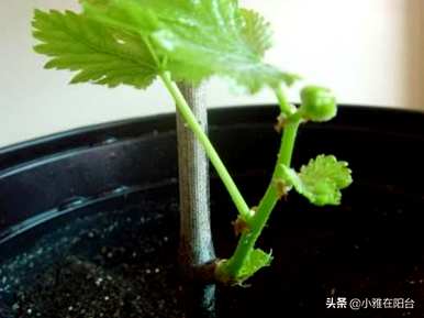 种植盆栽蓝宝石葡萄，如何种植盆栽葡萄？