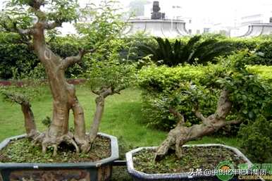 如何种植小黄杨盆景，如何种植金边黄杨盆景