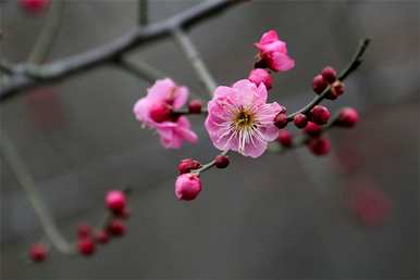 什么花只在冬天开花，什么花只在冬天开花？