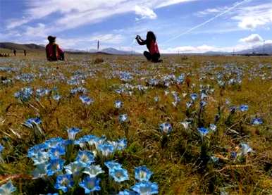 龙胆花的花语和象征意义、花语和象征图片