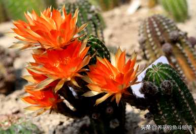 仙人球花期长，仙人球花期长？