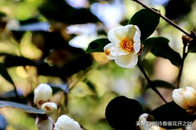 白山茶花语是什么意思？白山茶花语经典语录