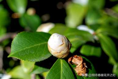 白山茶花语是什么意思？白山茶花语经典语录