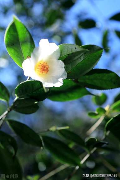 白山茶花语是什么意思？白山茶花语经典语录