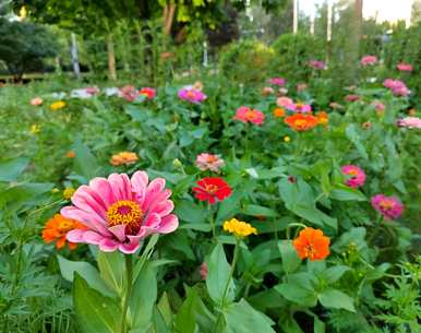 百日菊的花语是什么意思，百日菊的花语是什么？