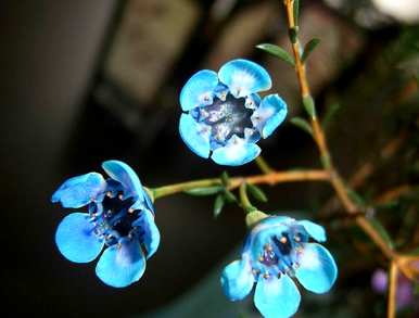 蓝花有哪些花种，蓝花有哪些花种？