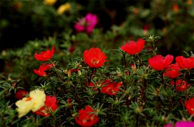 向日葵的花语和象征意义是什么？菊花和向日葵的花语是什么？