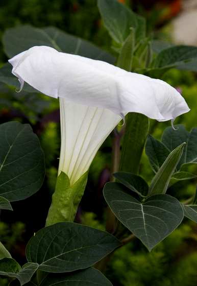 月光花什么时候开花？月光花什么时候开花？