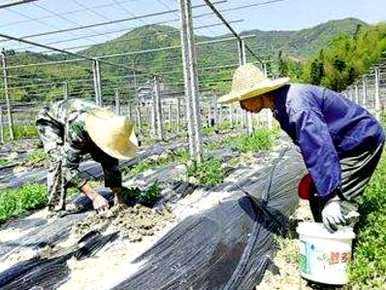 百香果种植技术及肥料、百香果种植时间及方法