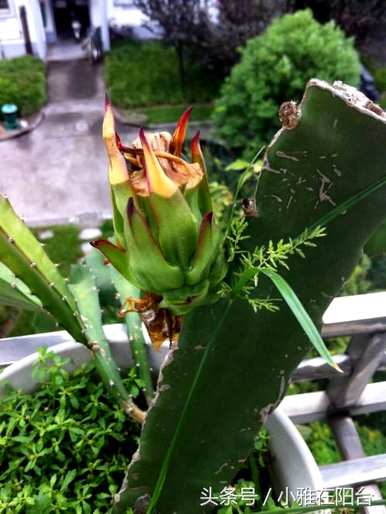 火龙果盆栽种植的全过程，如何种植火龙果盆栽