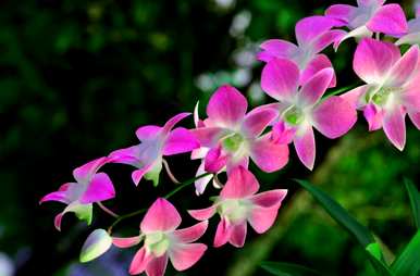 石斛兰花种植方法，兰花种植方法要点