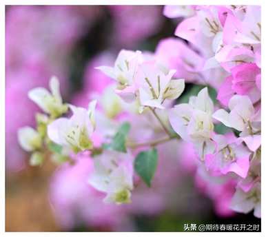 什么是三角梅花语，什么是三角梅花语？