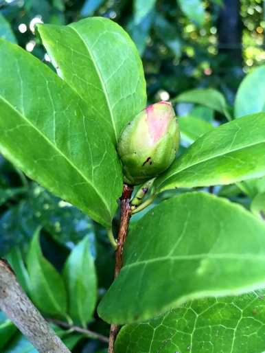 茶花什么时候开花正常，什么时候开花