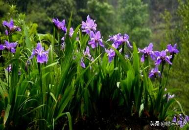 什么时候种植蓝花鸢尾，如何种植蓝花鸢尾？